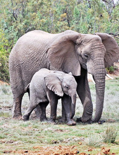 Elephant and baby