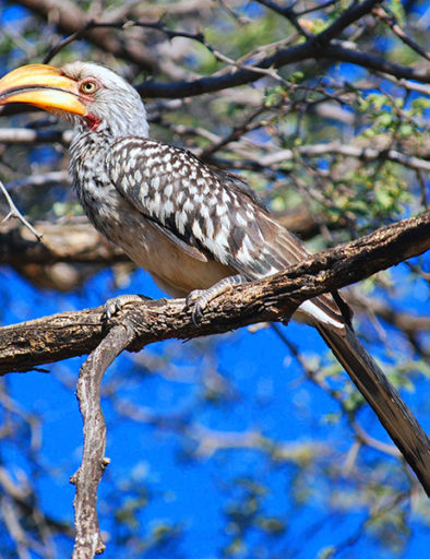 Hornbill