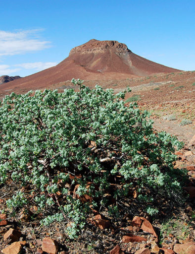 Flora Comiphora