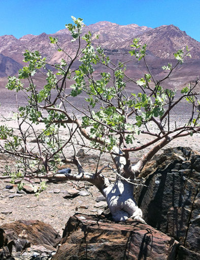 Flora Comiphora