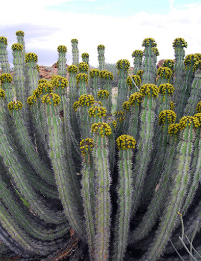 Flora Euphorbia