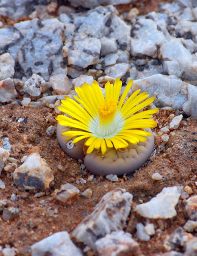 Flora Lithops