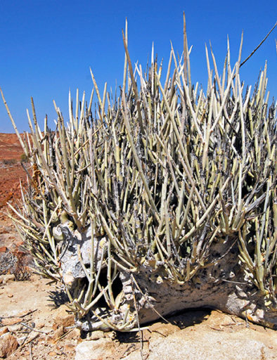 Flora Adenia Pechuelii